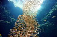 日本最值得一游的水族馆下篇：精选十大热门景点