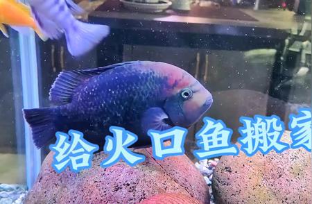 紫红火口鱼的搬家指南：水族爱好者的必备知识