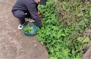 野菜食用大揭秘：五种不宜食用的野菜清单