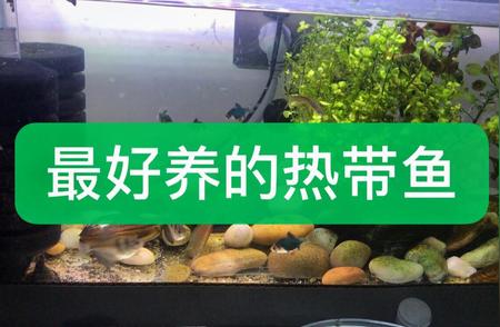 沈阳北市场：热带观赏鱼的宝地