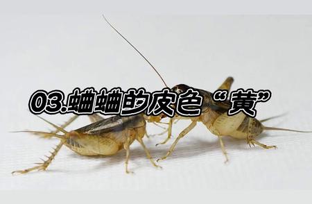 黄蛐蛐蟋蟀：黄金色的独特魅力