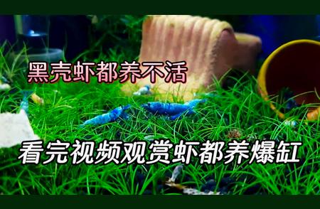 观赏虾饲养全攻略：轻松打造水族乐园