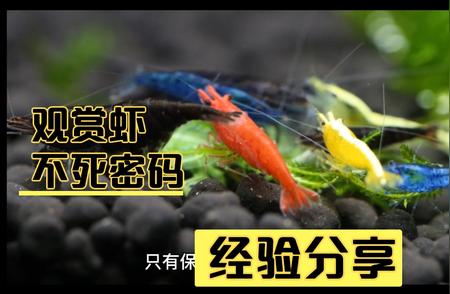 观赏虾养殖秘籍：让你的爱虾生机盎然