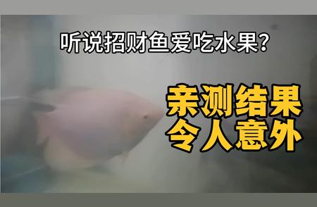 招财鱼真的爱吃水果吗？实测结果大揭秘！