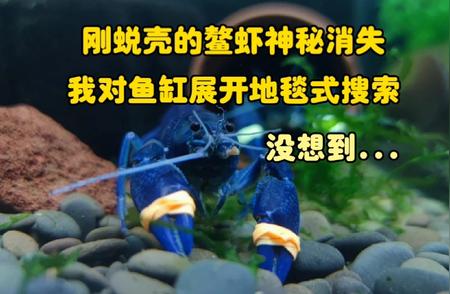 揭秘鳌虾消失之谜：探寻真相，保护水族安全