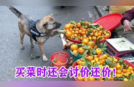 中华田园犬惊现市场讨价还价，技能超乎想象！