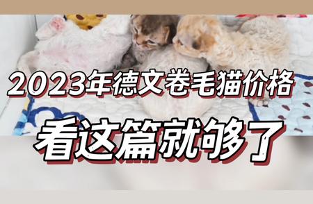 2023年德文卷毛猫价格走势分析