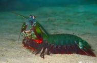 养雀尾螳螂虾需谨慎，小心它跳出鱼缸