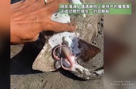 网友偶遇：海滩上的魔鬼鱼待产记