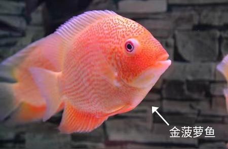 热带鱼中的一员：菠萝鱼，水质要求不高，你知道它有多少种类吗？