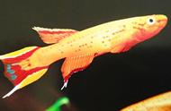 火焰鳉鱼的黄金魅力：火红与金黄的完美融合
