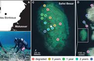 珊瑚礁的惊人恢复力：四年后比健康珊瑚更繁茂