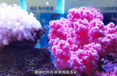 珍爱珊瑚，守护海洋家园