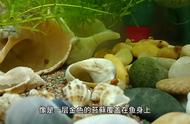 海洋生物的奇妙世界