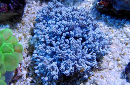 深海珊瑚的科学解读：揭开海洋的秘密面纱