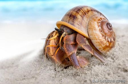 【每日一课】海洋生活专家：寄居蟹的豪华换壳之旅
