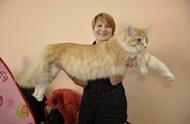 世界上最大的猫：你见过几种？