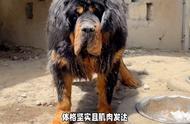 藏獒：一种体型庞大且威严勇敢的犬种