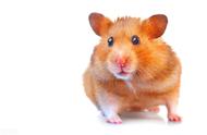 黄金仓鼠：可爱的宠物新选择