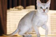 新加坡猫：世界上最小的猫种