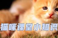 缅因猫：一种独特的宠物选择