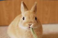 饲养荷兰侏儒兔的基础知识