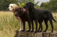 拉布拉多狗狗的人气下滑，英国最受欢迎的新宠竟是一只烈性犬