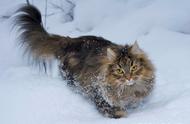 如何挑选和饲养挪威森林猫：一份全面的指南