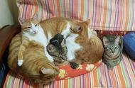 天气转凉，三只猫咪变身猫肉沙发，一起取暖