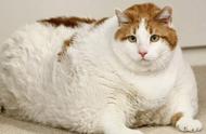 六种超级能吃的猫，堪称“行走的饭桶”，一般人养不起