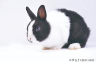 全球兔子与中国兔子的对比
