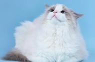 贵族之猫：布偶猫的魅力