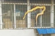 惊悚！石家庄清晨街头，一条两米长的黄金大蟒蛇现身