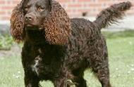 法国国犬：小卷毛狗的品种之一，智商高且受欢迎
