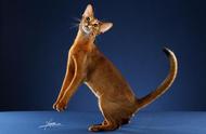 阿比西尼亚猫：猫咪百科全解析