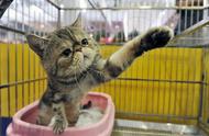为何加菲猫价格适中且通人性，却鲜有人购买？宠物店揭秘原因。
