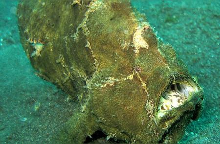 深海鮟鱇鱼的性寄生适应策略：对免疫学研究的启发