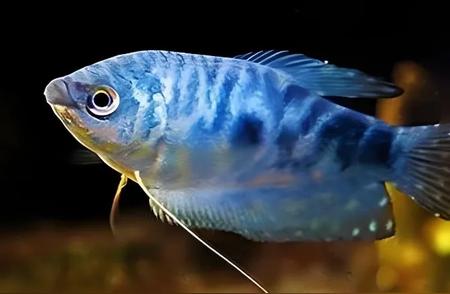 热带鱼界的璀璨明星：十种绝美品种，让你的水族箱焕发光彩（二）