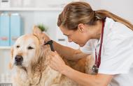 宠物健康守护：必备的医疗用品清单