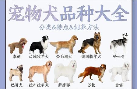 热门宠物犬品种大盘点，你最喜欢哪一种？