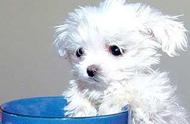 揭秘世界上最小的狗：萌翻你的7.62厘米萌宠