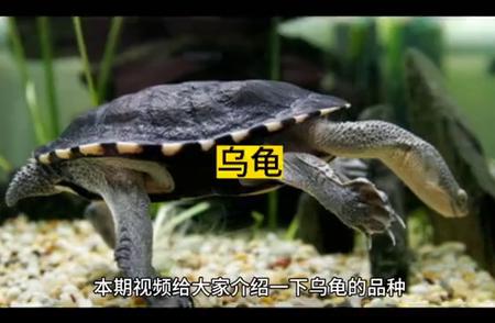 揭秘乌龟的多样品种：探索自然界的美妙生物