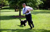 揭秘奥巴马的爱宠：葡萄牙水犬的来历与魅力
