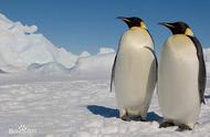 探索南极洲：帝企鹅的奇妙世界
