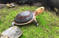 黄缘龟：自然界中的美丽使者