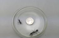 揭秘青岛海关截获的澳洲“巨无霸”宠物蚂蚁