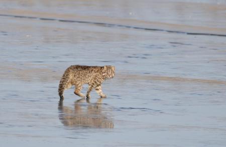 揭秘！通州惊现罕见野生豹猫，它为何重现江湖？