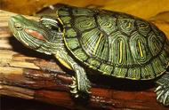 独家分享：我的巴西龟养殖心得
