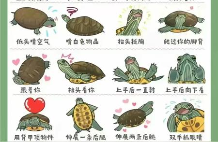 解密龟言龟语：与宠物龟建立深厚情感的秘密