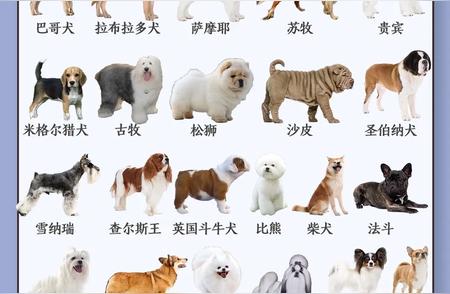 探索宠物犬的世界：全面了解不同品种的特点